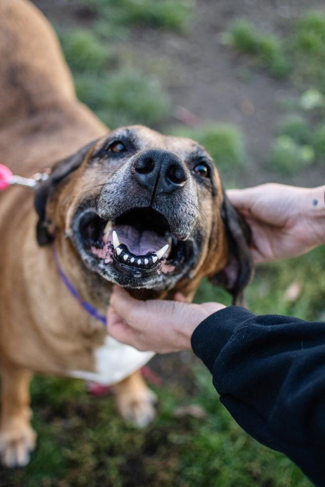 Dolly, Adoptable, Adult Female Hound.