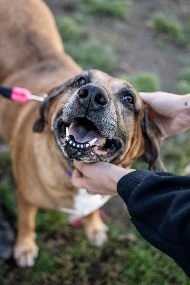 Enlarge Dolly, a Adoptable Hound in Frankfort, NY image 2/4