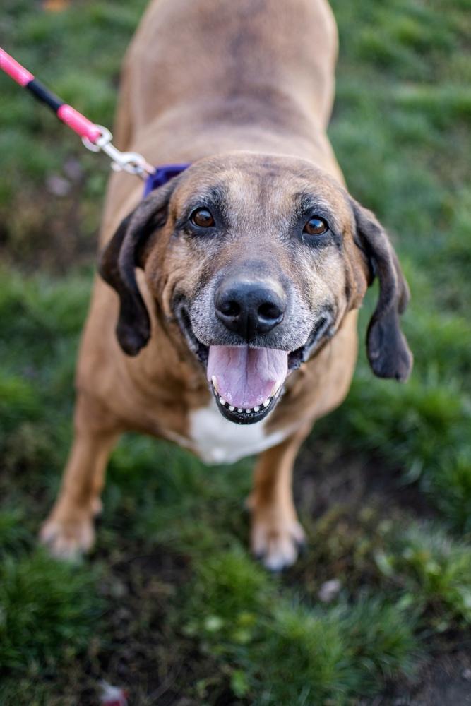 Enlarge Dolly, a Adoptable Hound in Frankfort, NY image 3/4