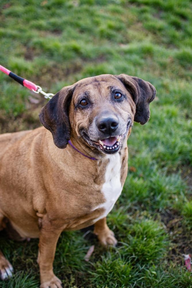 Enlarge Dolly, a Adoptable Hound in Frankfort, NY image 4/4