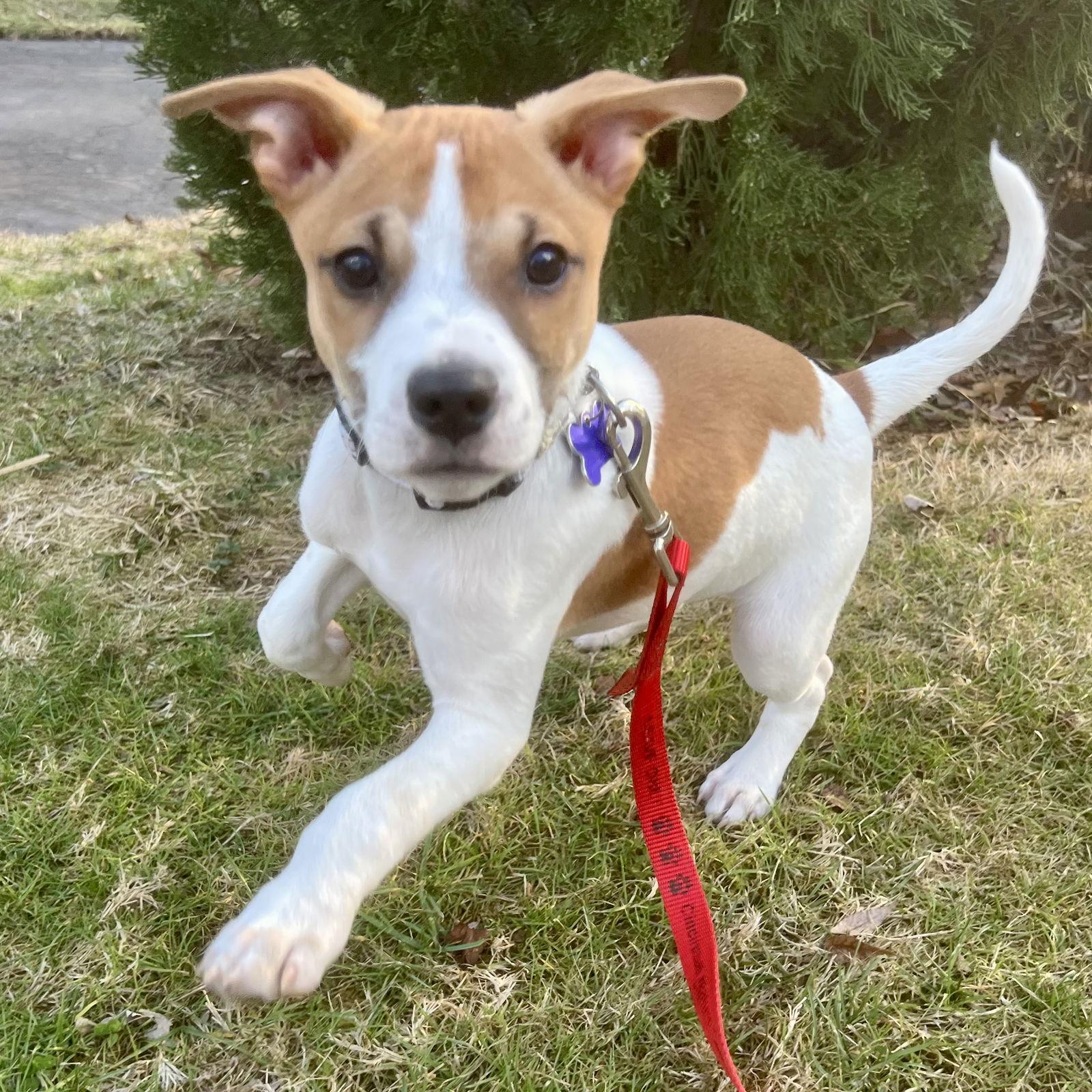 Tater 2026, Adoptable, Puppy Male Feist & Jack Russell Terrier.