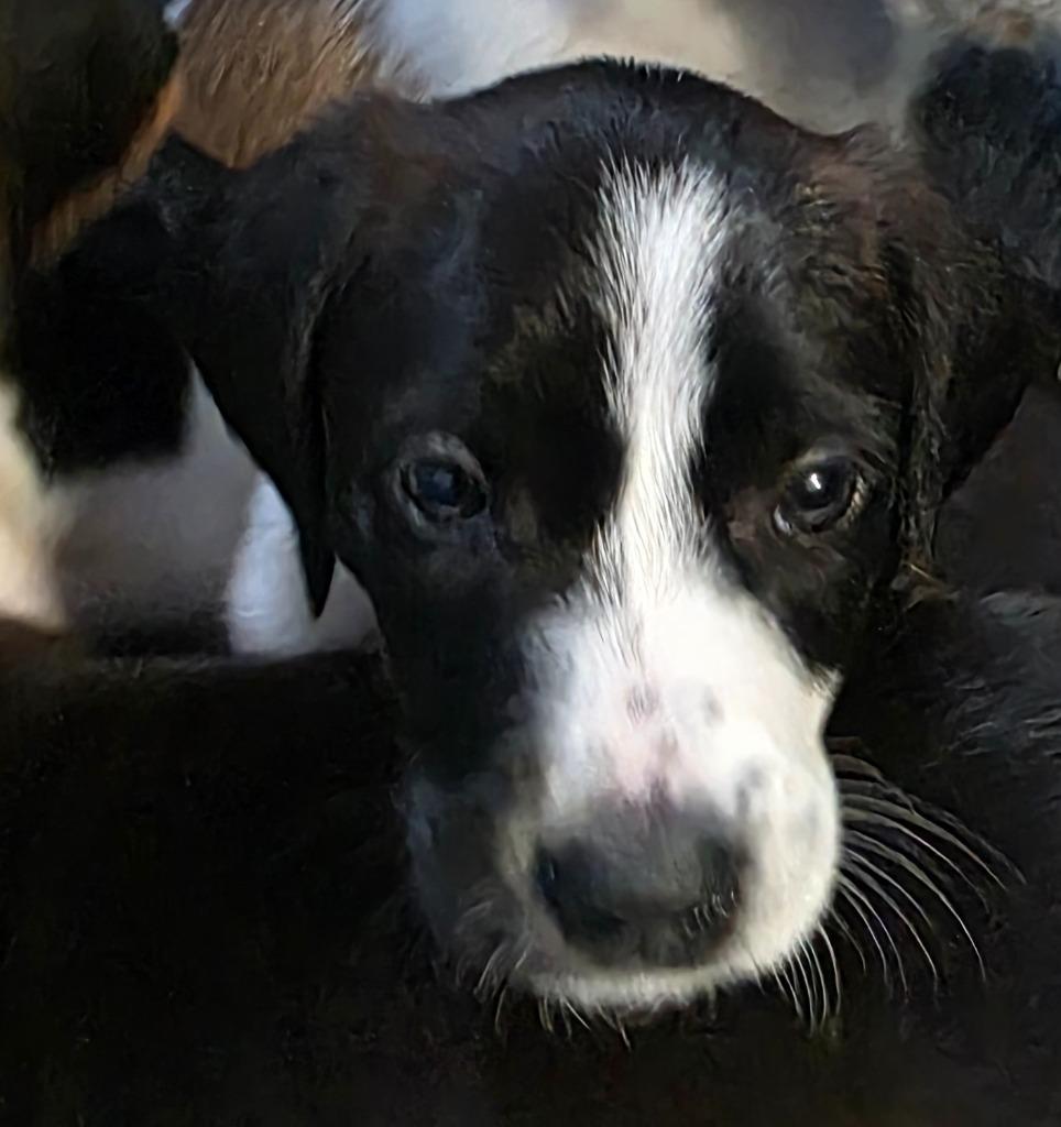 Declan, Adoptable, Puppy Male Foxhound & Labrador Retriever.