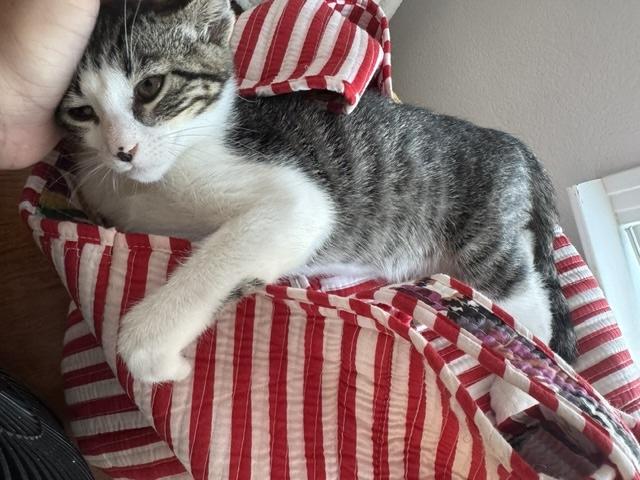 Enlarge Ross, a ADOPTABLE Domestic Short Hair in Santa Cruz, CA image 3/4
