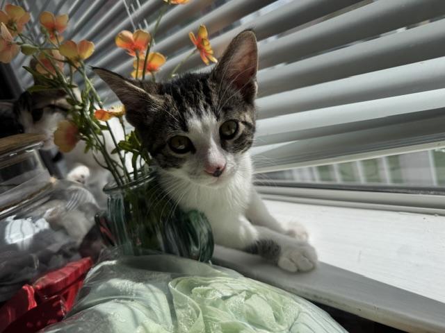 Enlarge Ross, a ADOPTABLE Domestic Short Hair in Santa Cruz, CA image 1/4