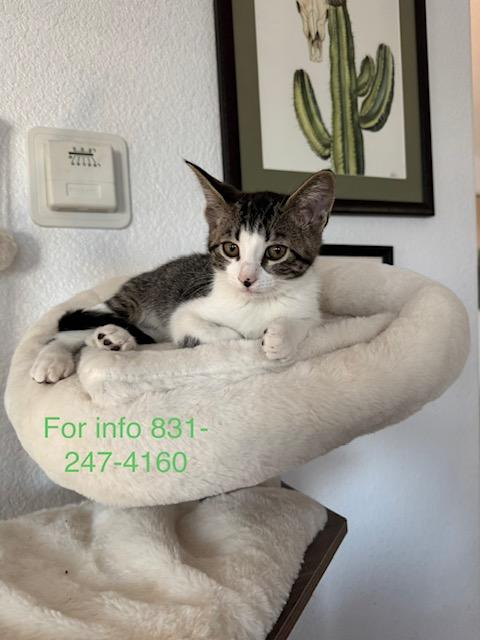 Enlarge Ross, a ADOPTABLE Domestic Short Hair in Santa Cruz, CA image 2/4