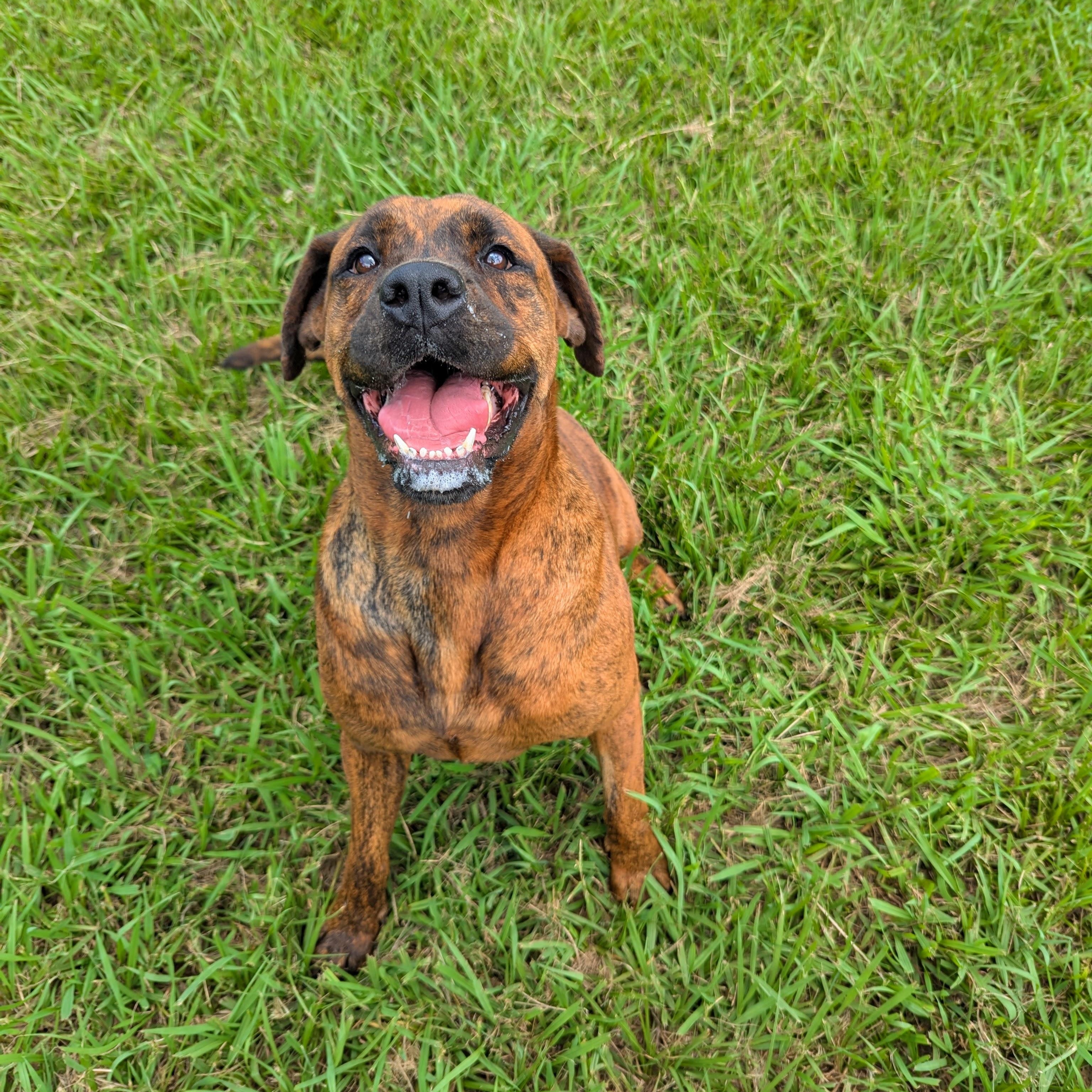 Kalena, Adoptable, Adult Female Bloodhound.