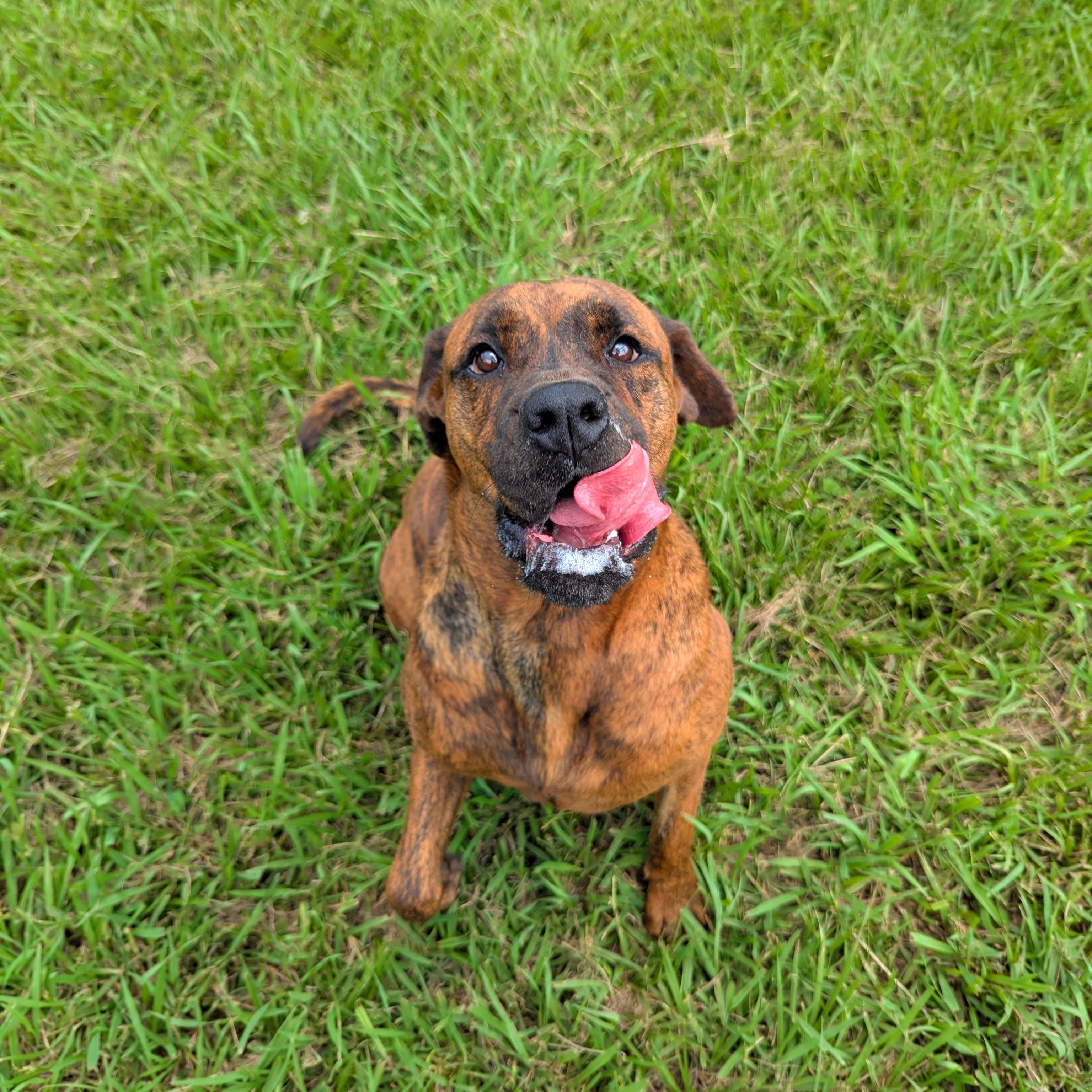 Enlarge Kalena, a Adoptable Bloodhound in angleton, TX image 2/6