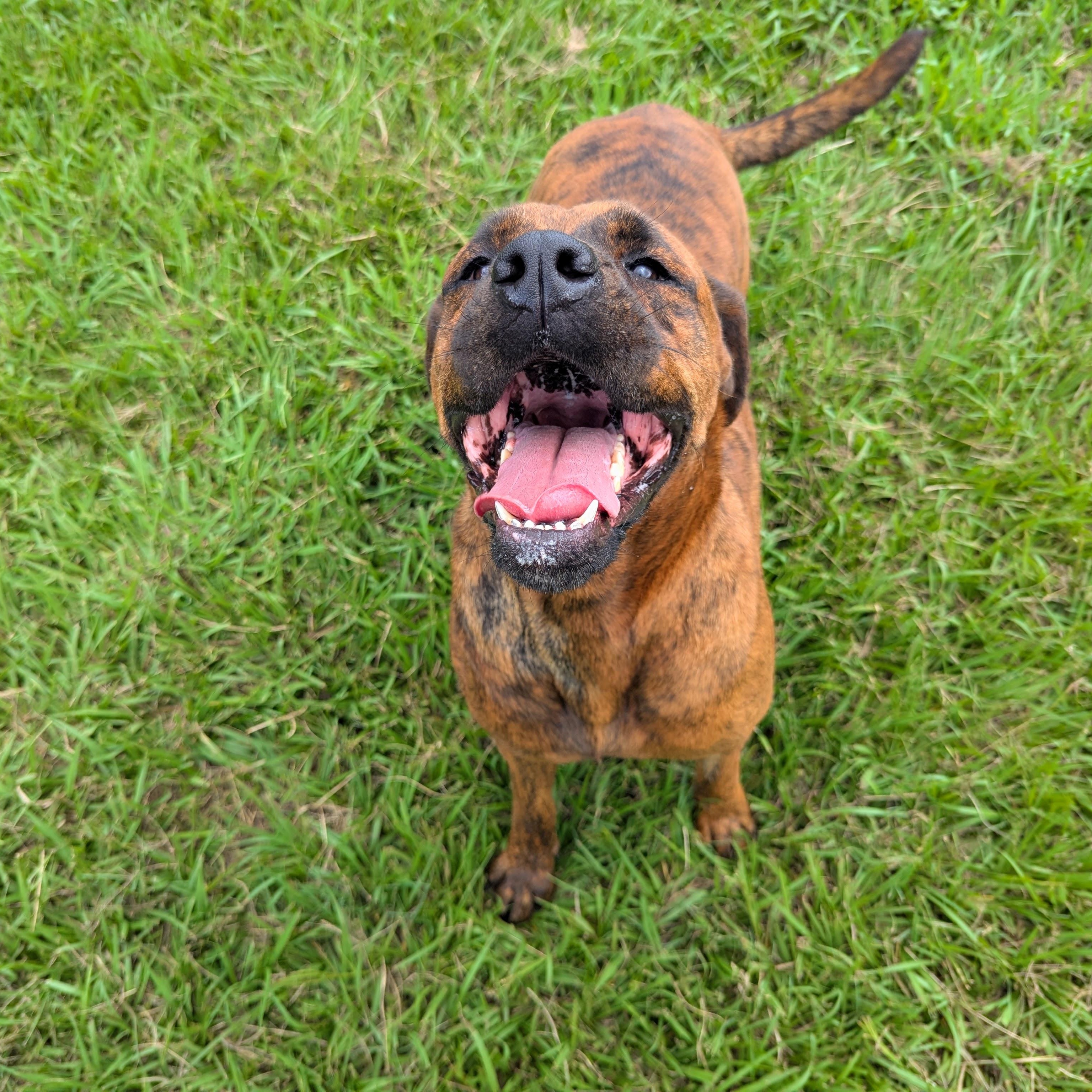 Enlarge Kalena, a Adoptable Bloodhound in angleton, TX image 3/6