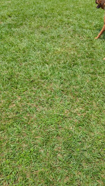 Enlarge Kalena, a Adoptable Bloodhound in angleton, TX video 5/6