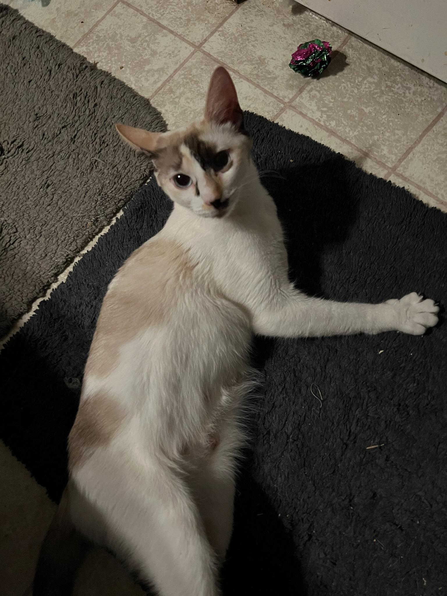 Luna, a Adopted Oriental Short Hair in Anchorage, AK image 1/5