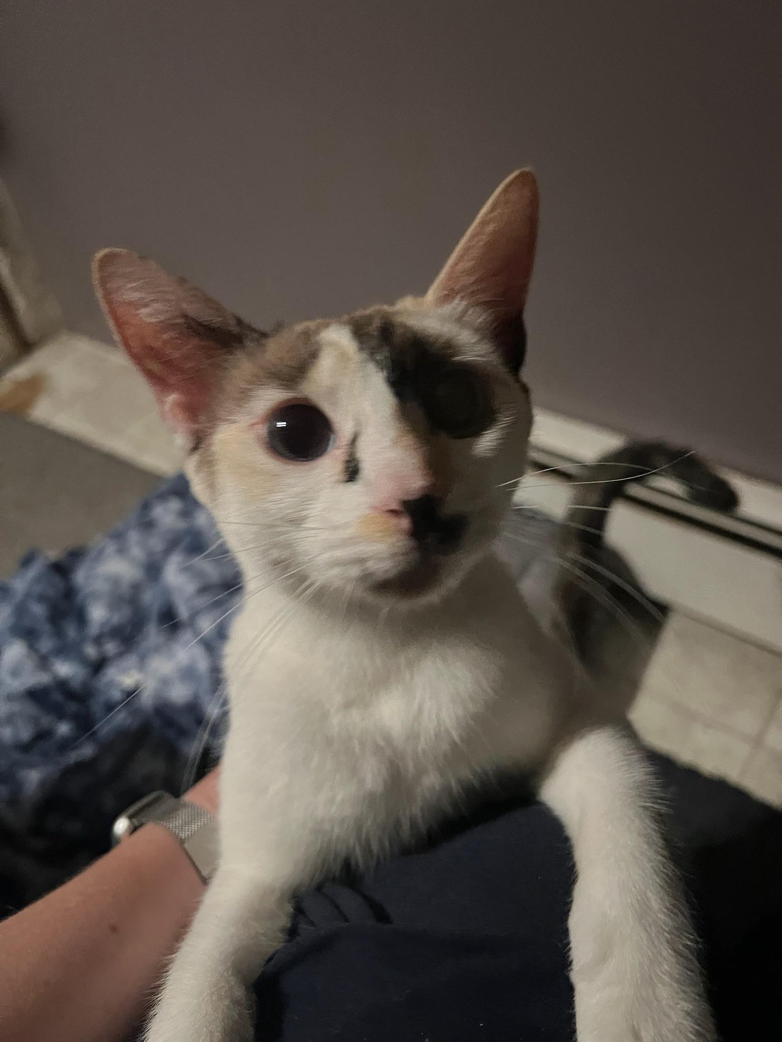 Luna, a Adopted Oriental Short Hair in Anchorage, AK image 2/5