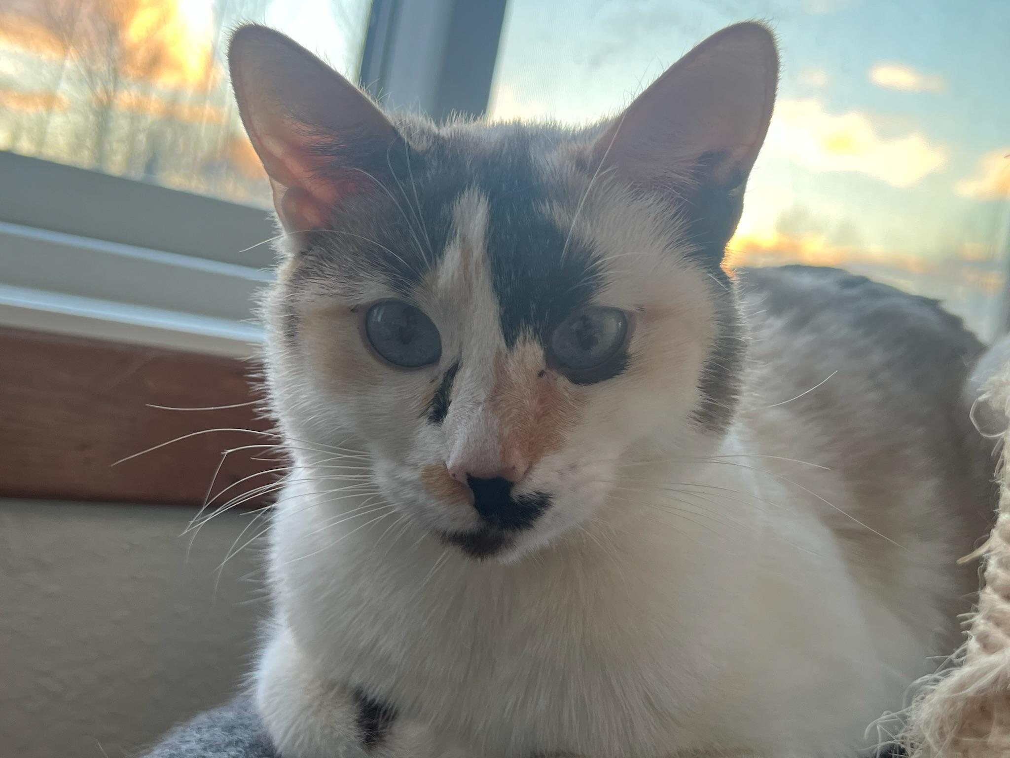 Luna, a Adopted Oriental Short Hair in Anchorage, AK image 3/5