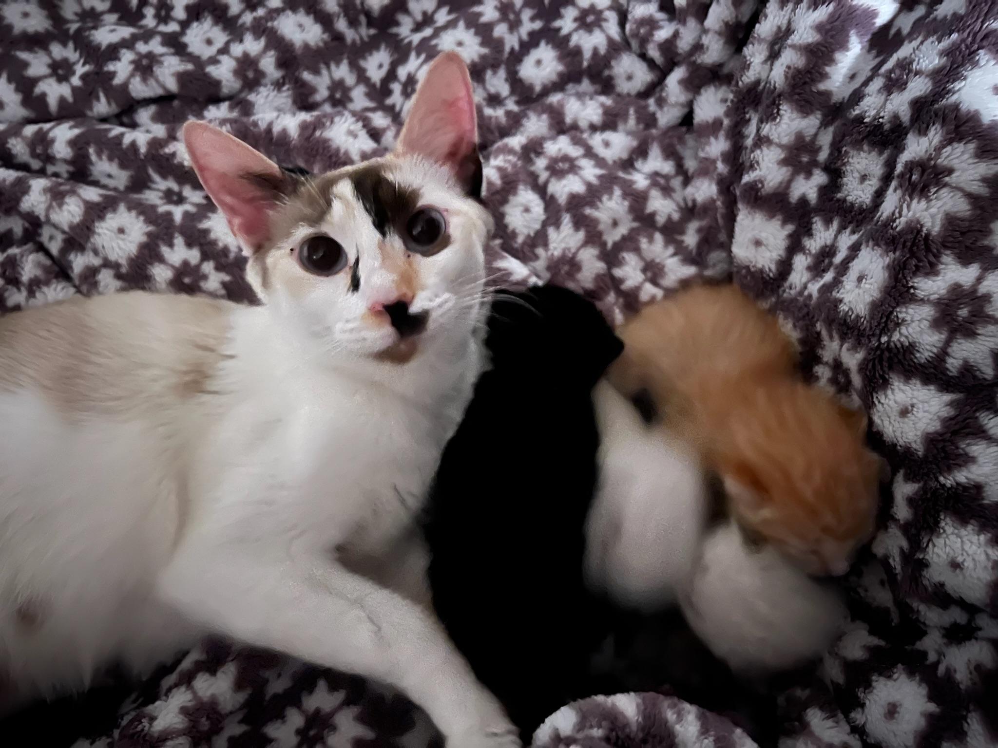 Luna, a Adopted Oriental Short Hair in Anchorage, AK image 4/5