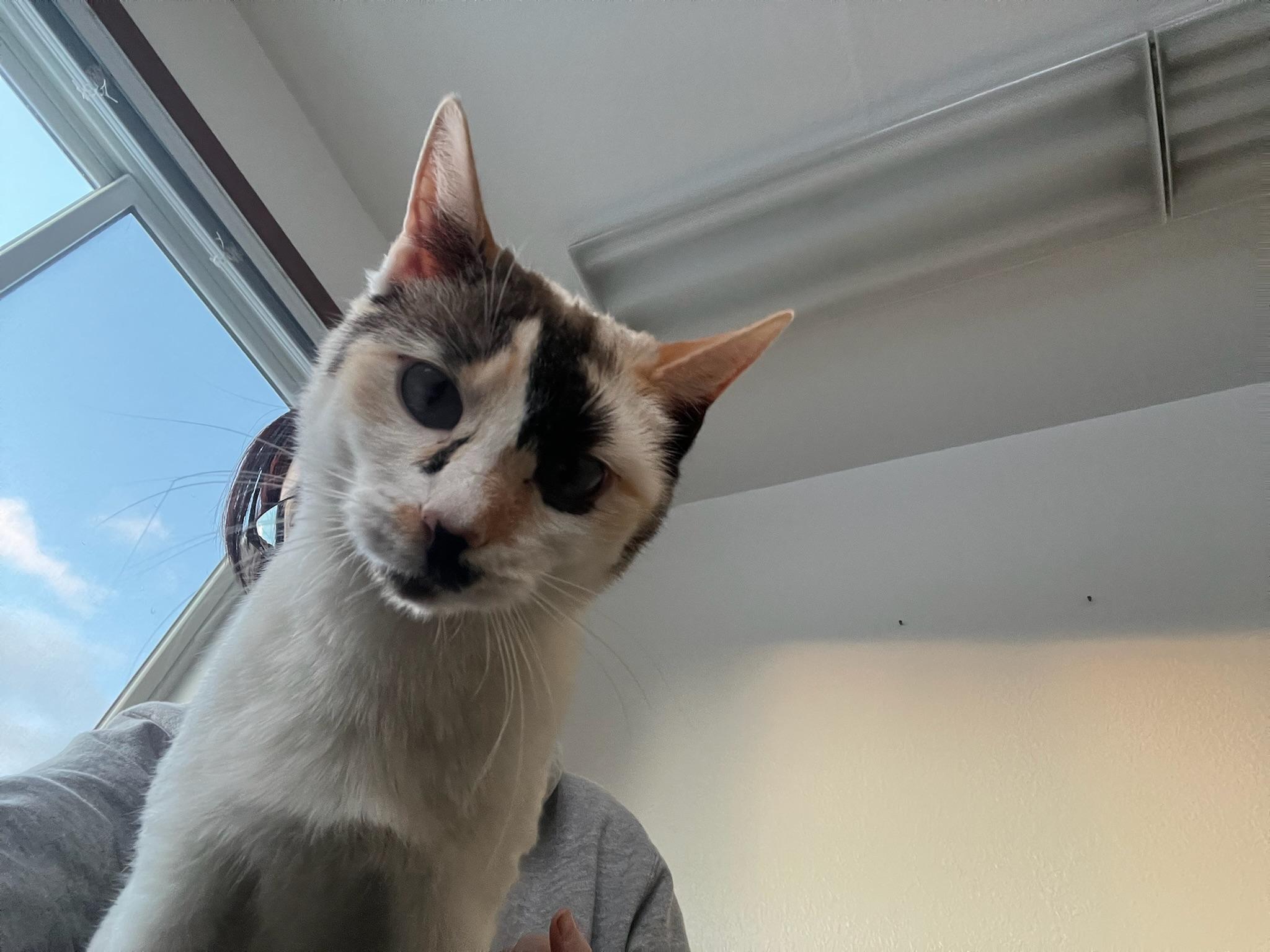 Luna, a Adopted Oriental Short Hair in Anchorage, AK image 5/5