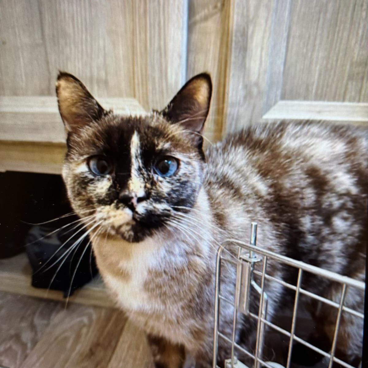 Saphirina, adopted, Adult Female Siamese.