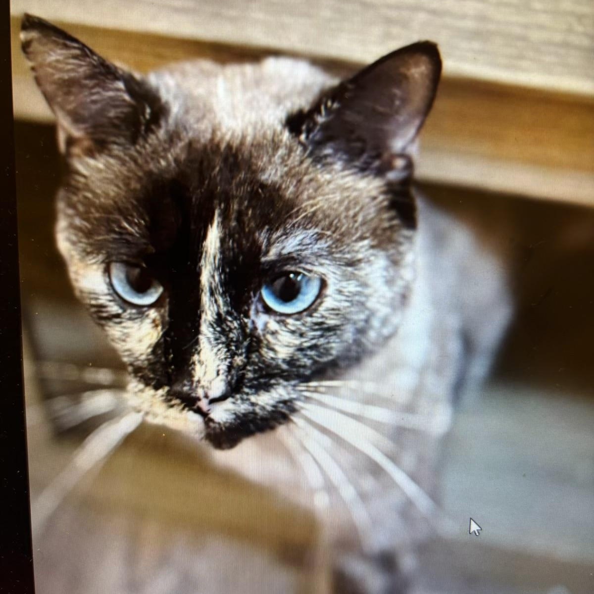 Enlarge Saphirina, an adopted Siamese in New Orleans, LA image 2/4