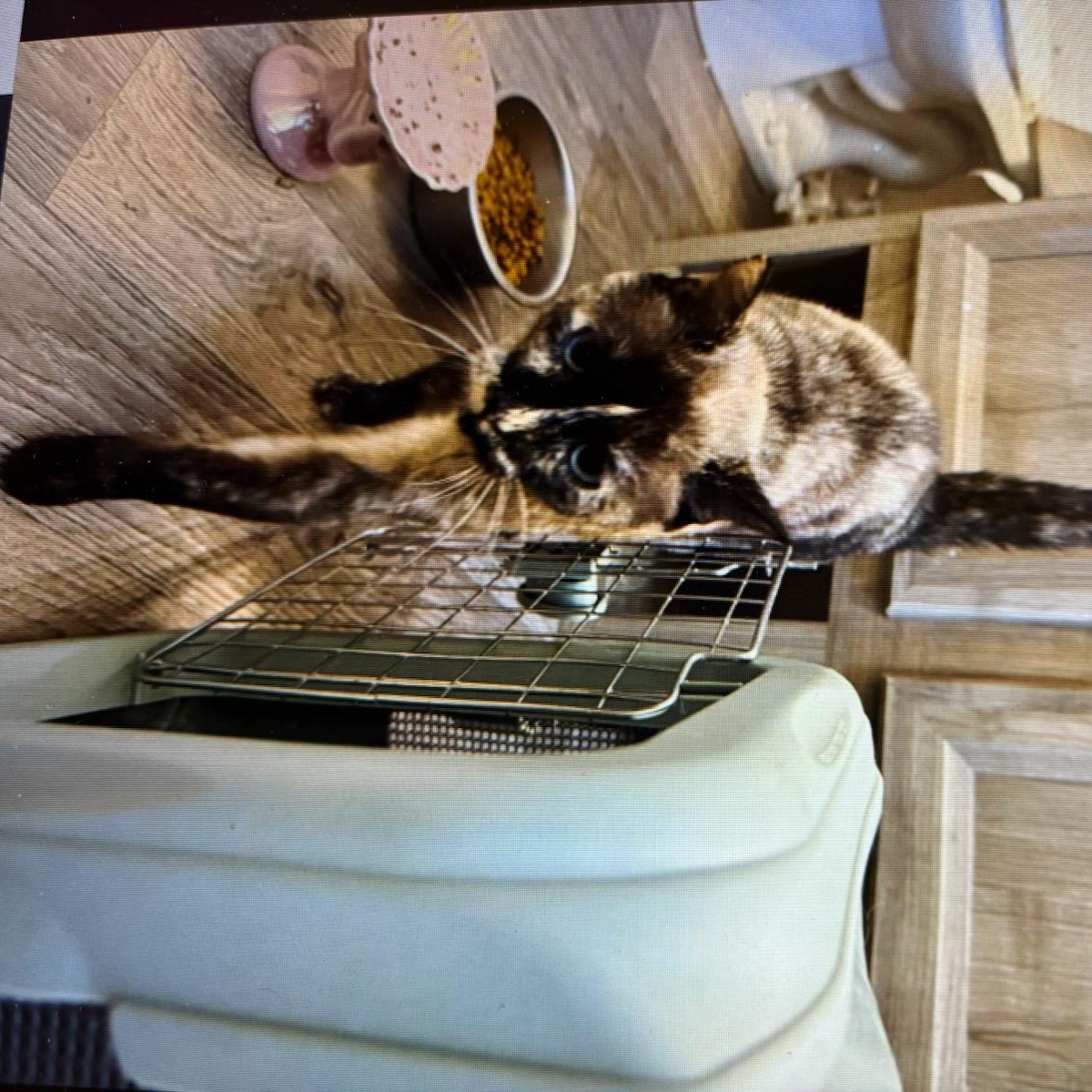 Enlarge Saphirina, an adopted Siamese in New Orleans, LA image 3/4