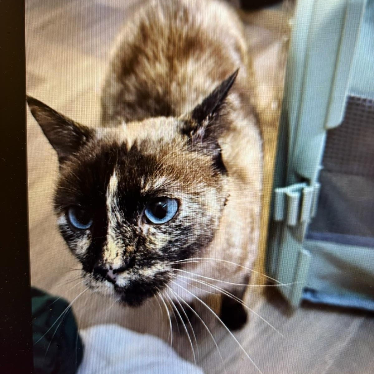 Enlarge Saphirina, an adopted Siamese in New Orleans, LA image 4/4