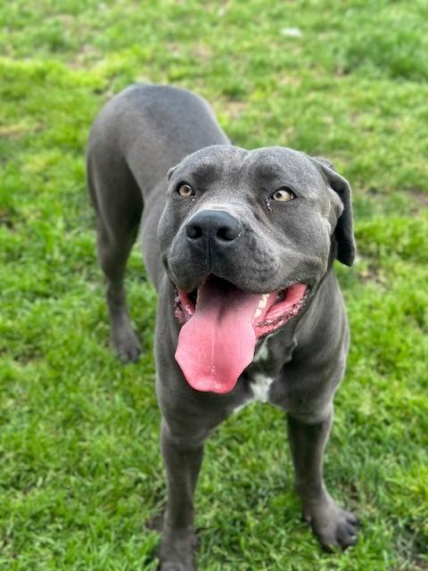 Dog For Adoption Medusa A Cane Corso In Manteca CA Petfinder Dog For Adoption Medusa A Cane Corso In Manteca CA Petfinder