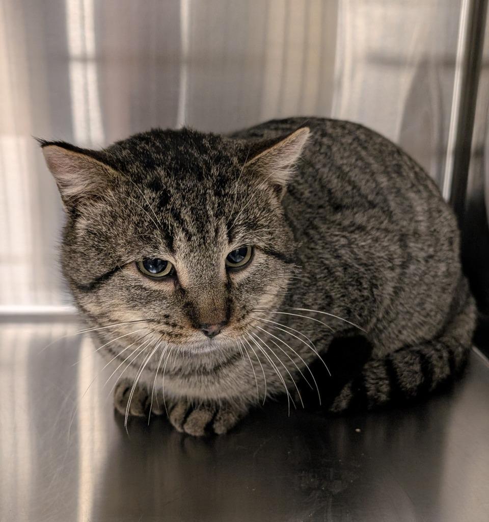 Chunk, Adopted, Adult Male Domestic Short Hair.