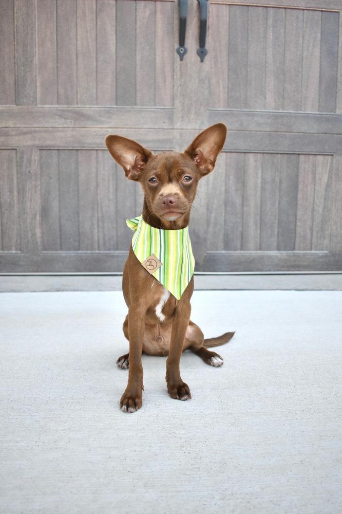 Enlarge Phineas, a Adoptable mixed breed in Frisco, TX image 1/4