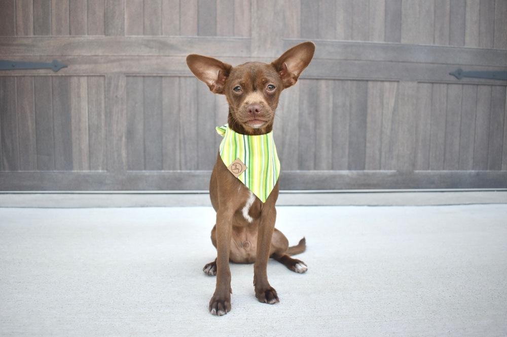 Enlarge Phineas, a Adoptable mixed breed in Frisco, TX image 2/4