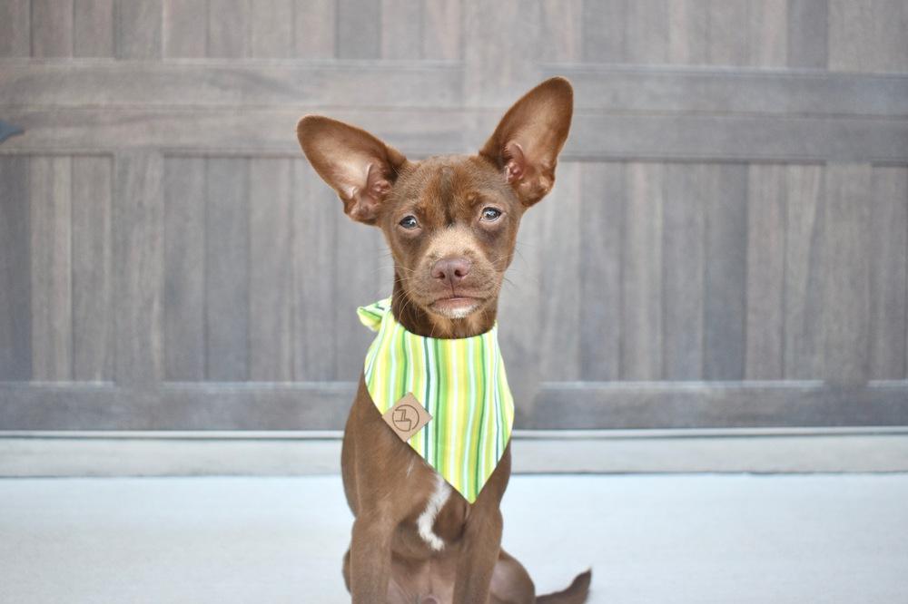 Enlarge Phineas, a Adoptable mixed breed in Frisco, TX image 3/4