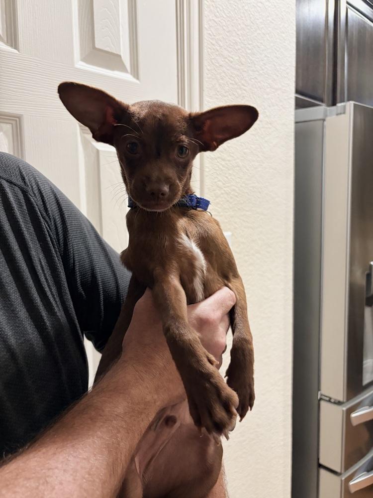 Enlarge Phineas, a Adoptable mixed breed in Frisco, TX image 4/4