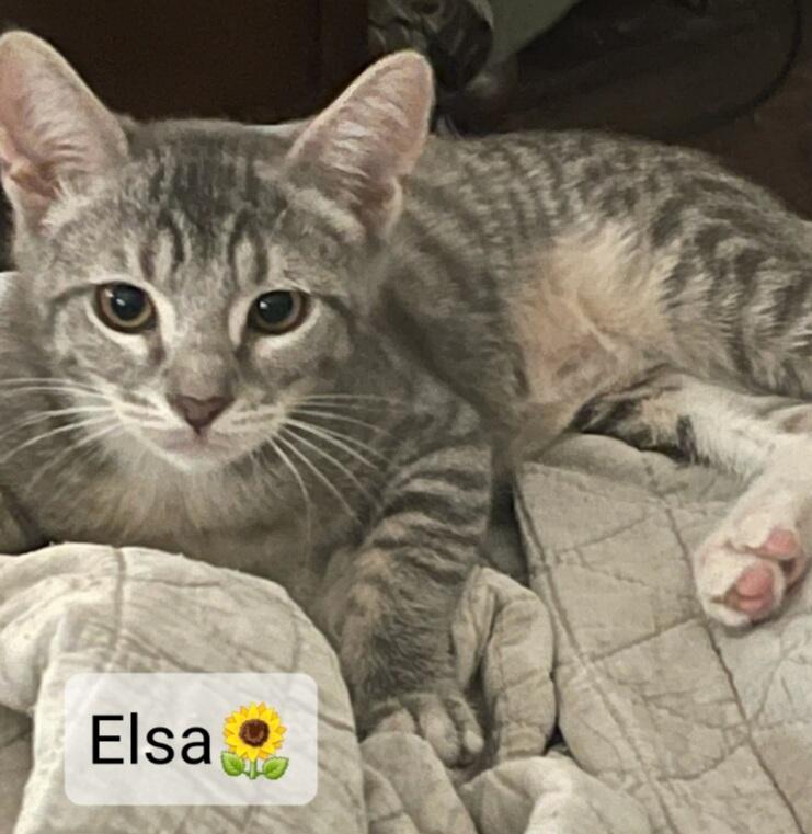 Enlarge Elsa, a Adopted Tabby in Willingboro, NJ image 1/1