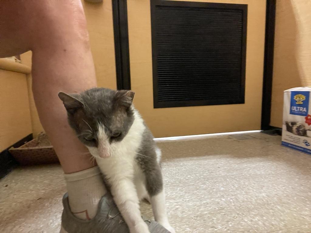 Enlarge Silas Gentlepaw, a ADOPTABLE mixed breed in Glenmont, NY image 2/6