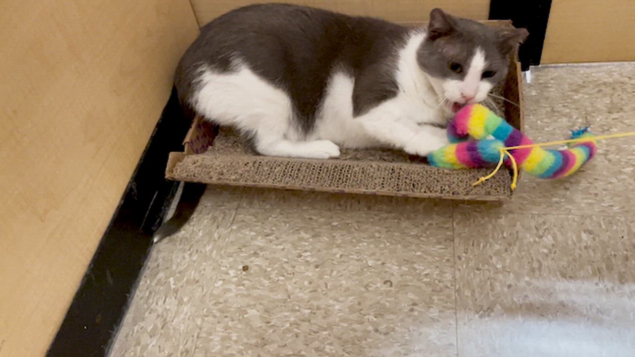 Enlarge Silas Gentlepaw, a ADOPTABLE mixed breed in Glenmont, NY video 6/6
