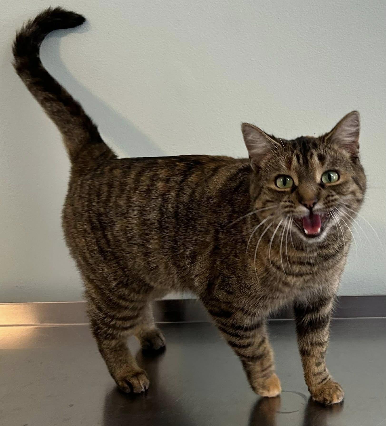 Enlarge Tika, a ADOPTABLE Domestic Short Hair in Lincoln, MI image 1/1