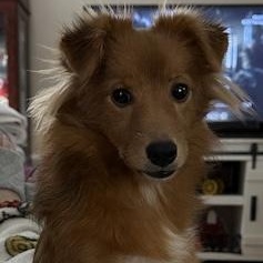 Foxy, Adoptable, Puppy Female Shetland Sheepdog / Sheltie & Papillon.