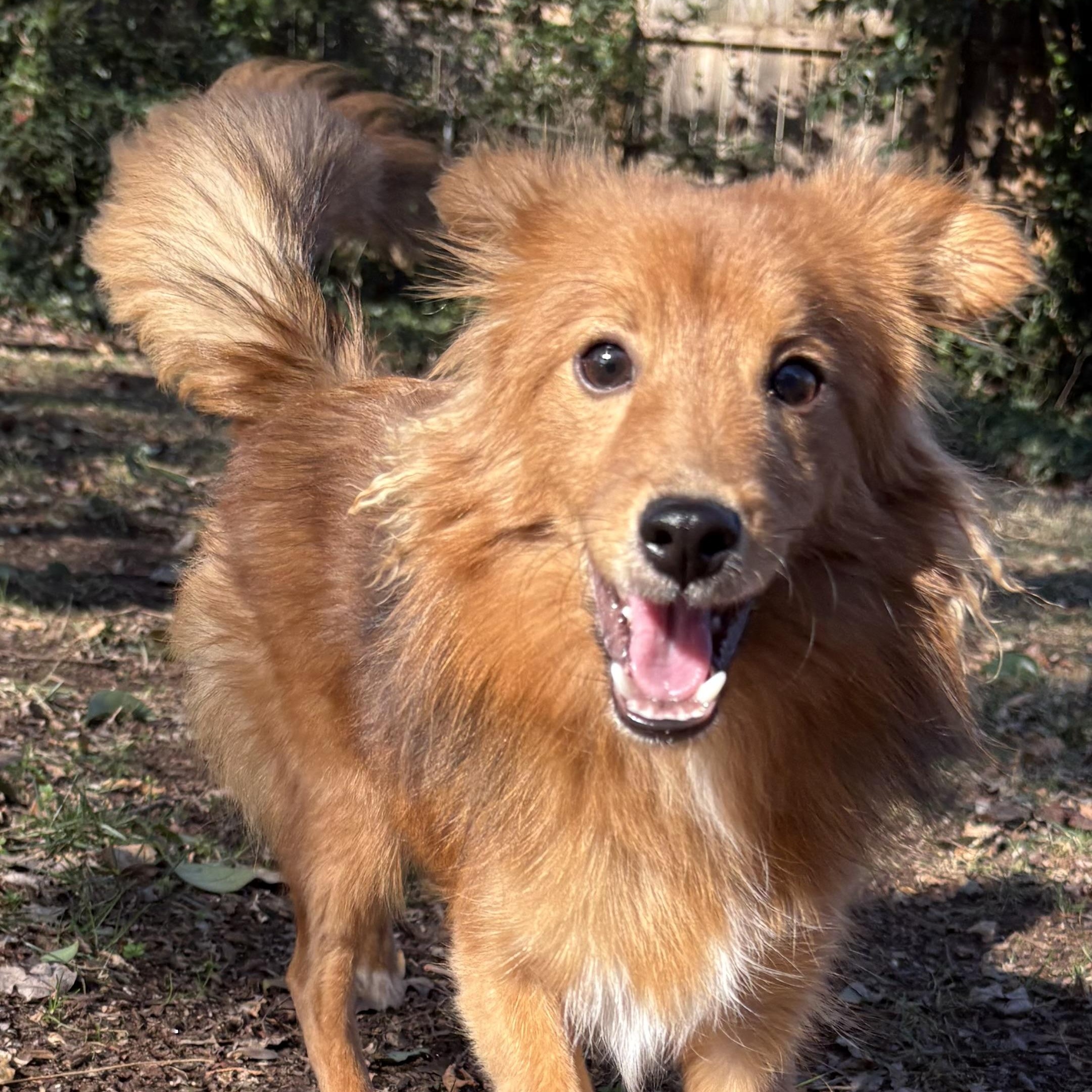 Enlarge Foxy, a Adoptable mixed breed in Charlotte, NC image 1/1