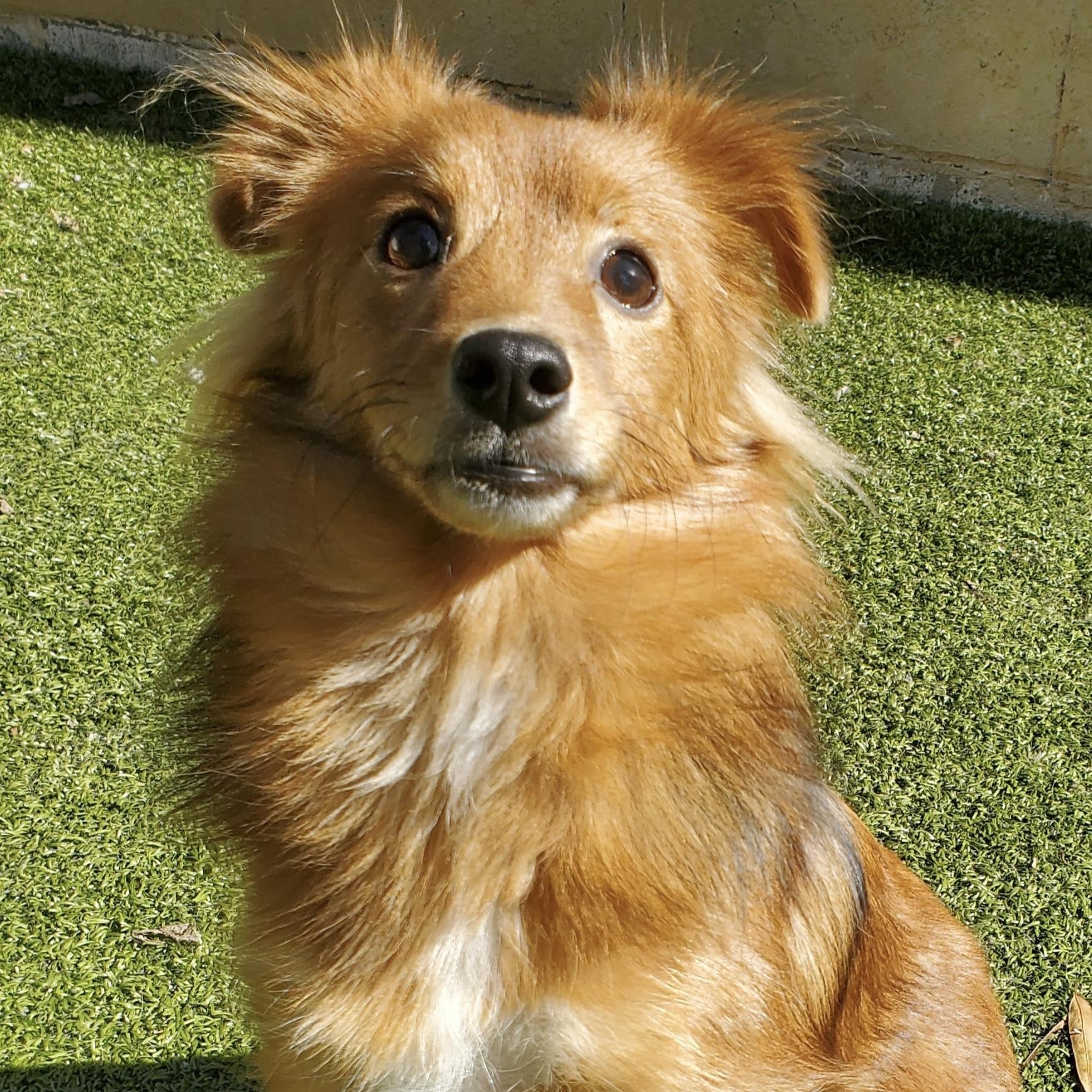 Enlarge Foxy, a Adoptable mixed breed in Charlotte, NC image 2/2