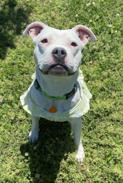 Baby Doll, Adoptable, Young Female American Bulldog & Mixed Breed.