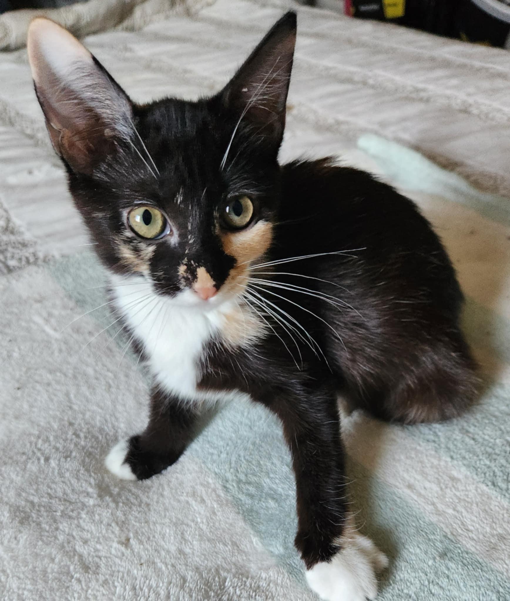 Petra, a Adoptable Calico in Fresno, CA image 4/6