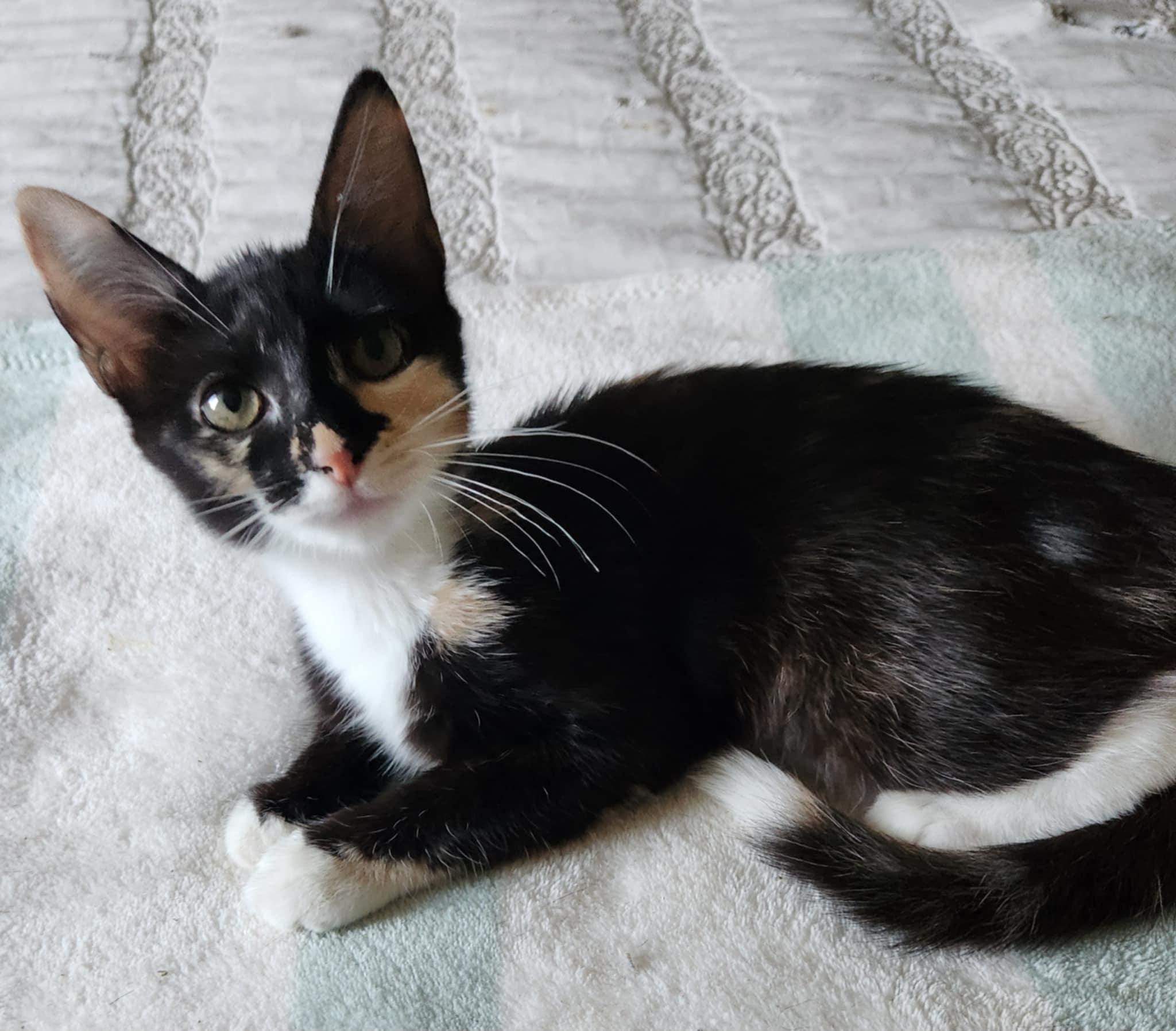 Petra, Adoptable, Kitten Female Calico.