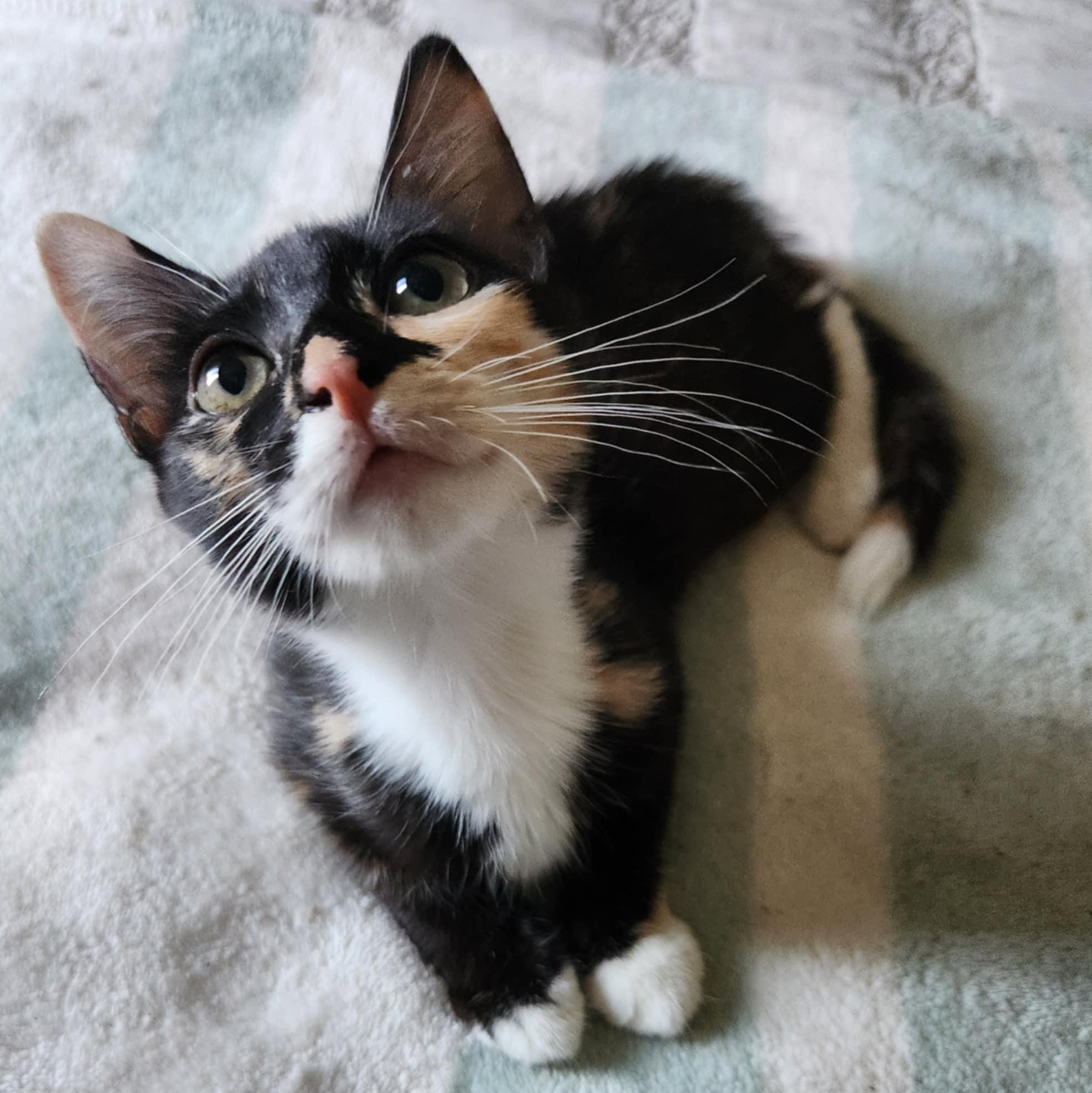 Petra, a Adoptable Calico in Fresno, CA image 2/6