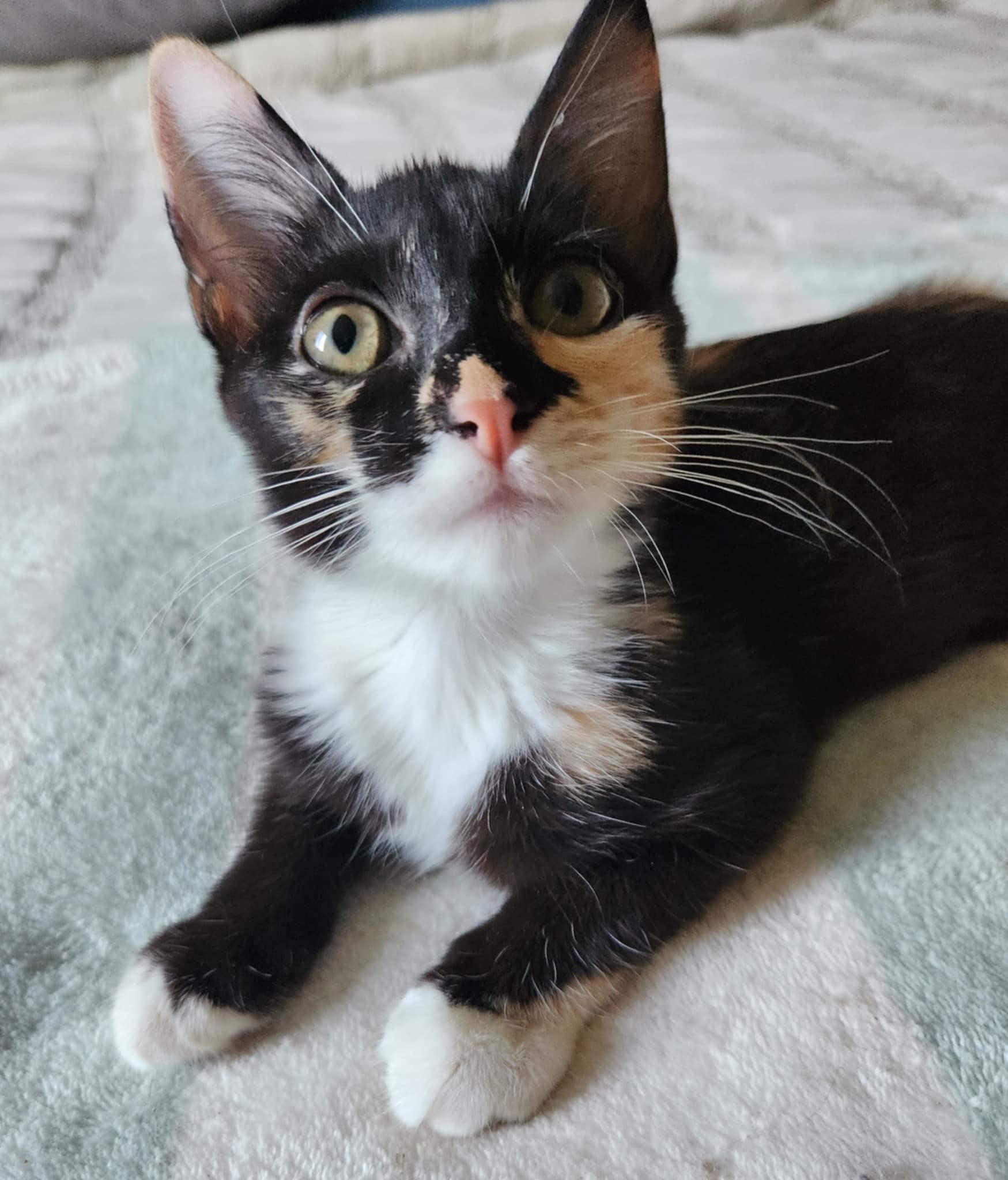 Petra, a Adoptable Calico in Fresno, CA image 5/6