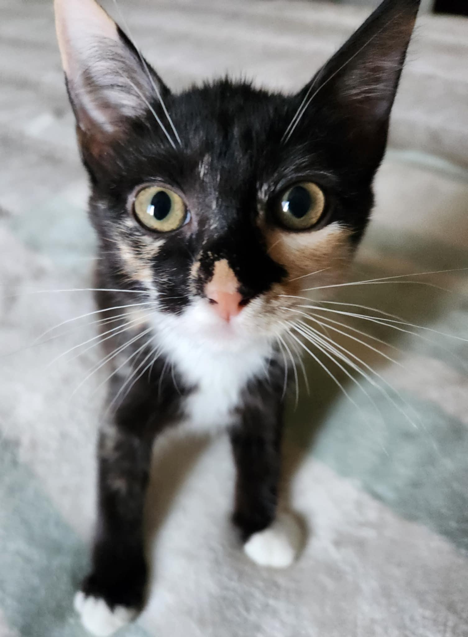 Petra, a Adoptable Calico in Fresno, CA image 3/6