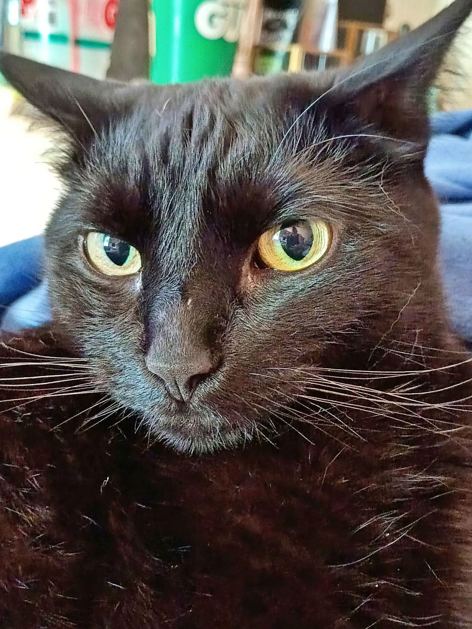 JINX #1802 -Offered by Owner Female, Adoptable, Adult Female Domestic Short Hair.