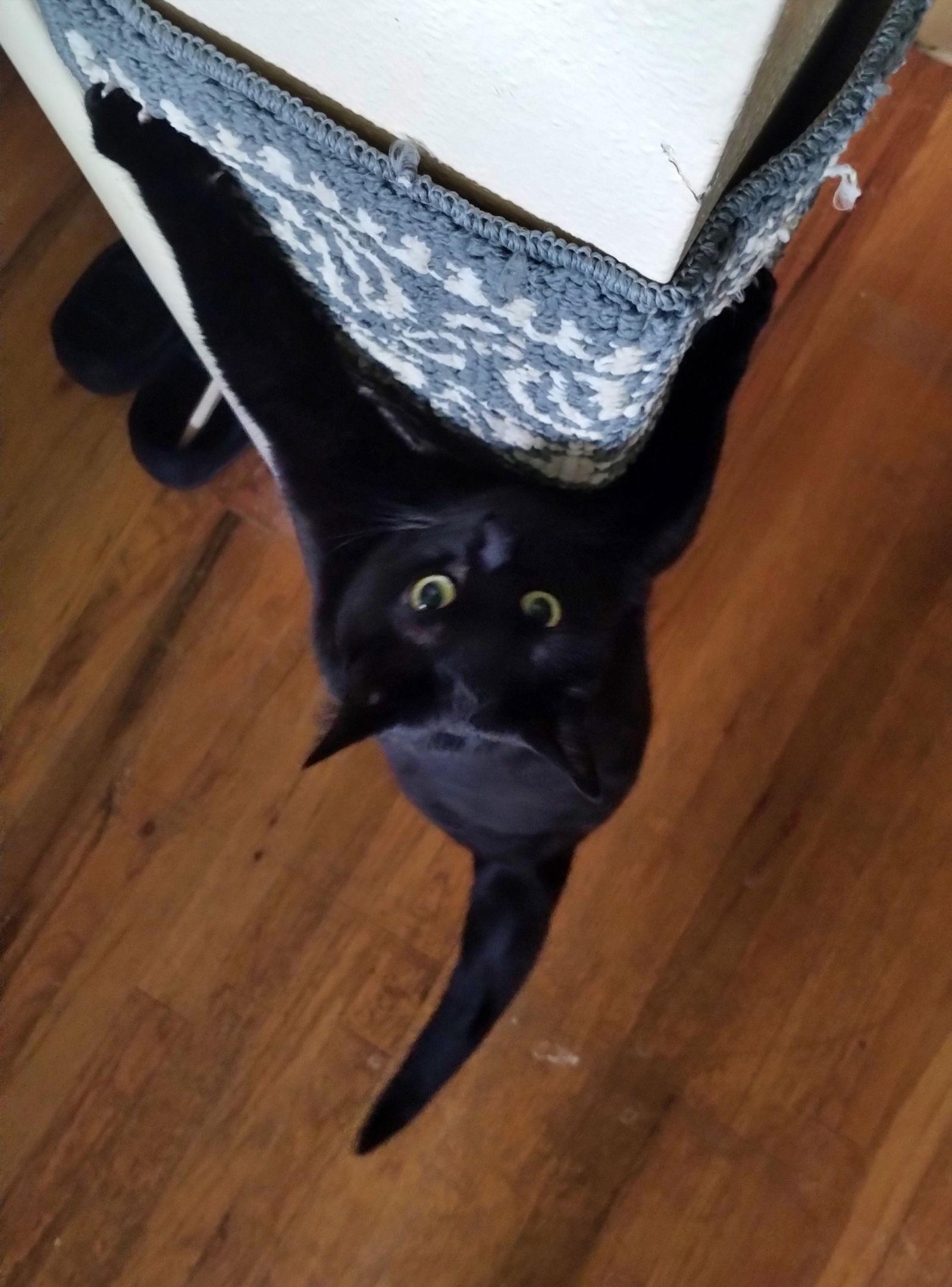 Enlarge JINX #1802 -Offered by Owner Female, a Adopted Domestic Short Hair in Hillsboro, OR image 2/3