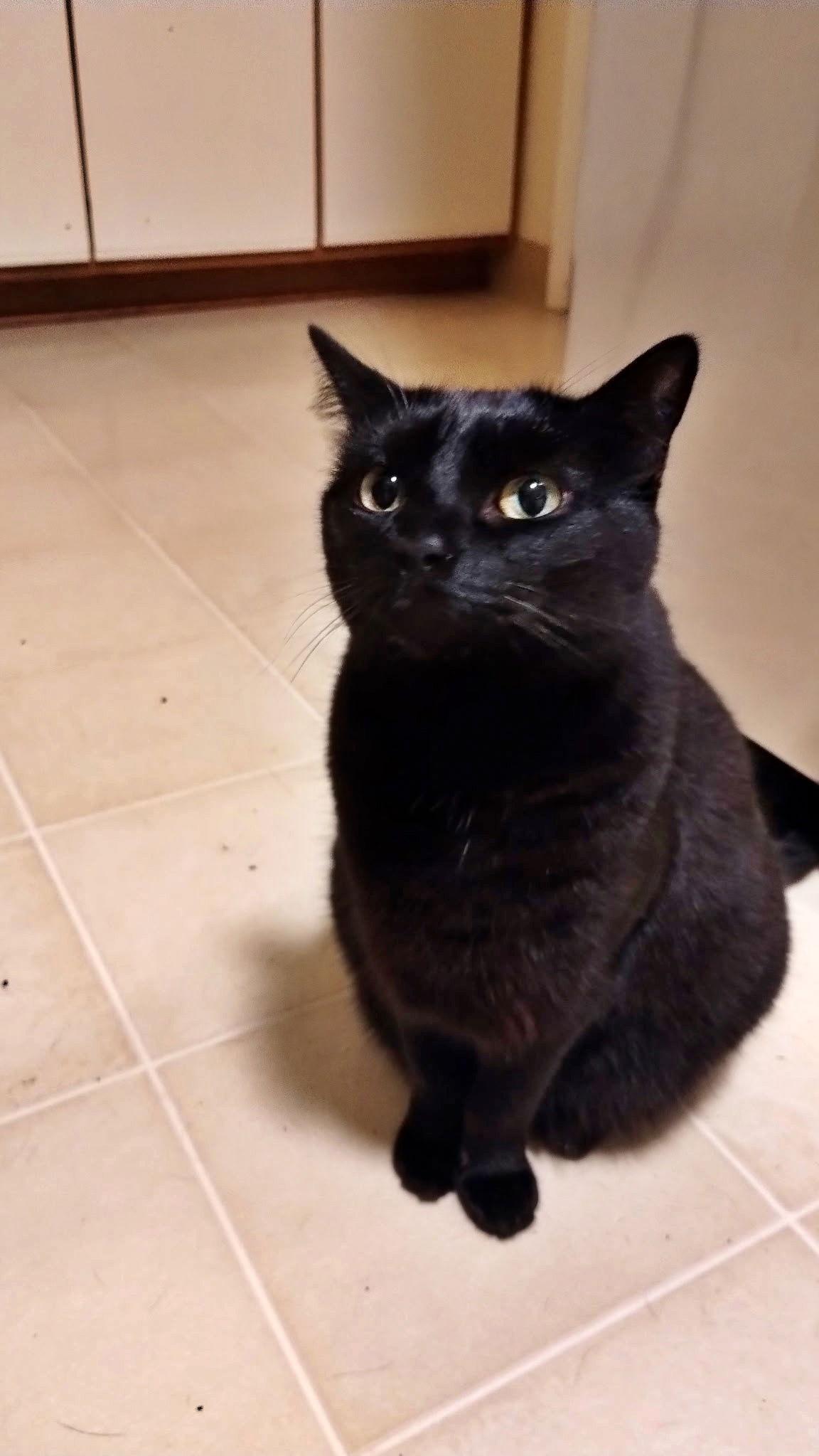 Enlarge JINX #1802 -Offered by Owner Female, a Adopted Domestic Short Hair in Hillsboro, OR image 3/3