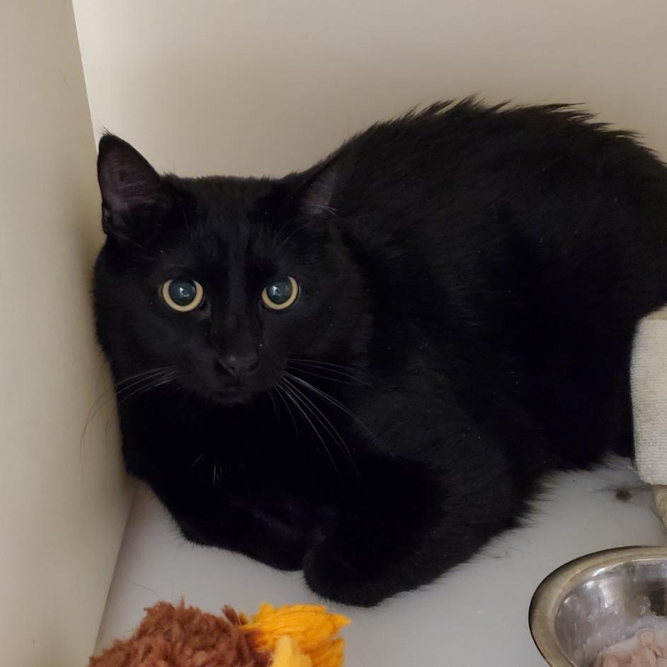 Little Boy, Adoptable, Senior Male Domestic Short Hair.