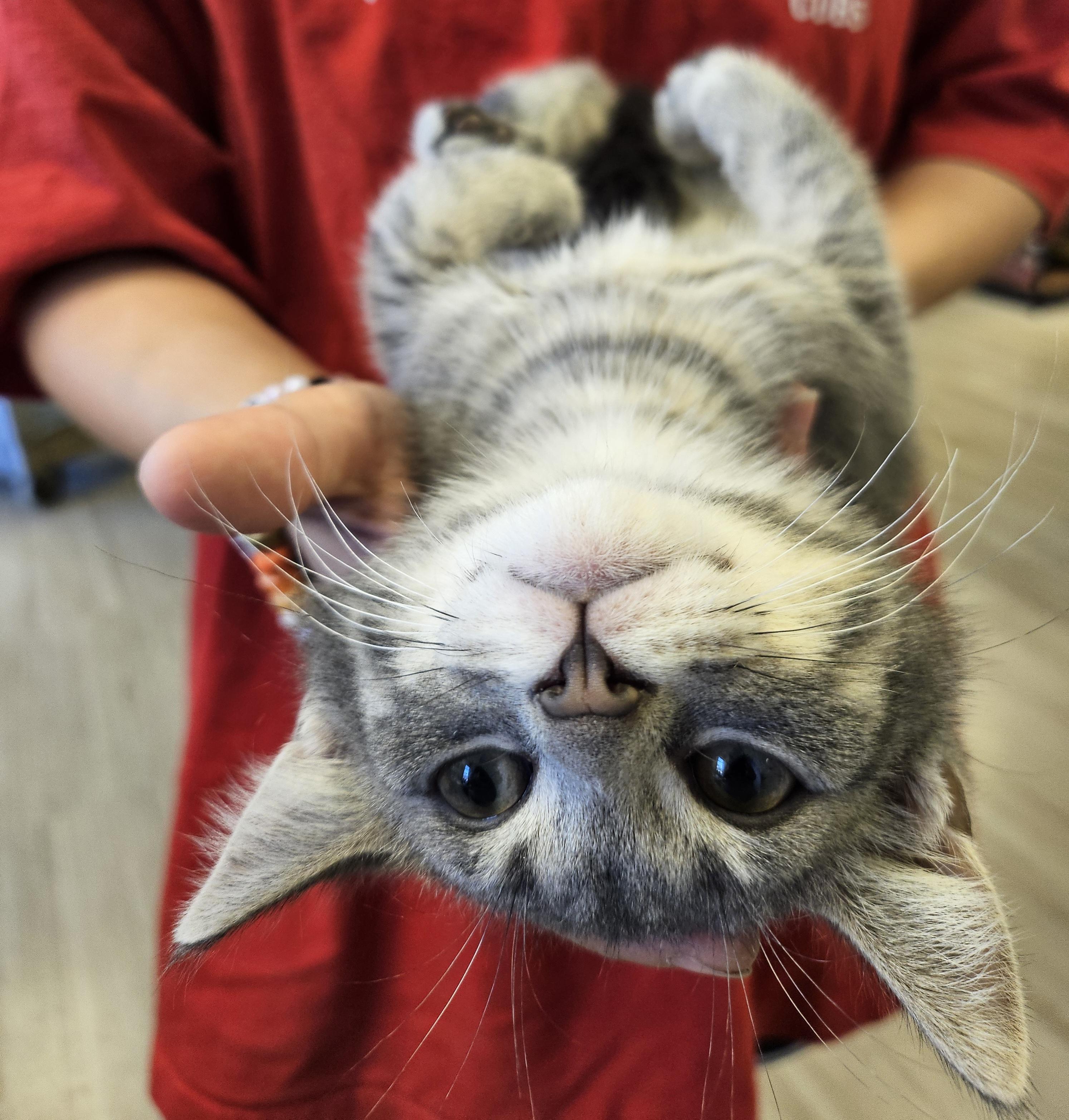 Enlarge Louie, an adopted Tabby in South Elgin, IL image 1/1