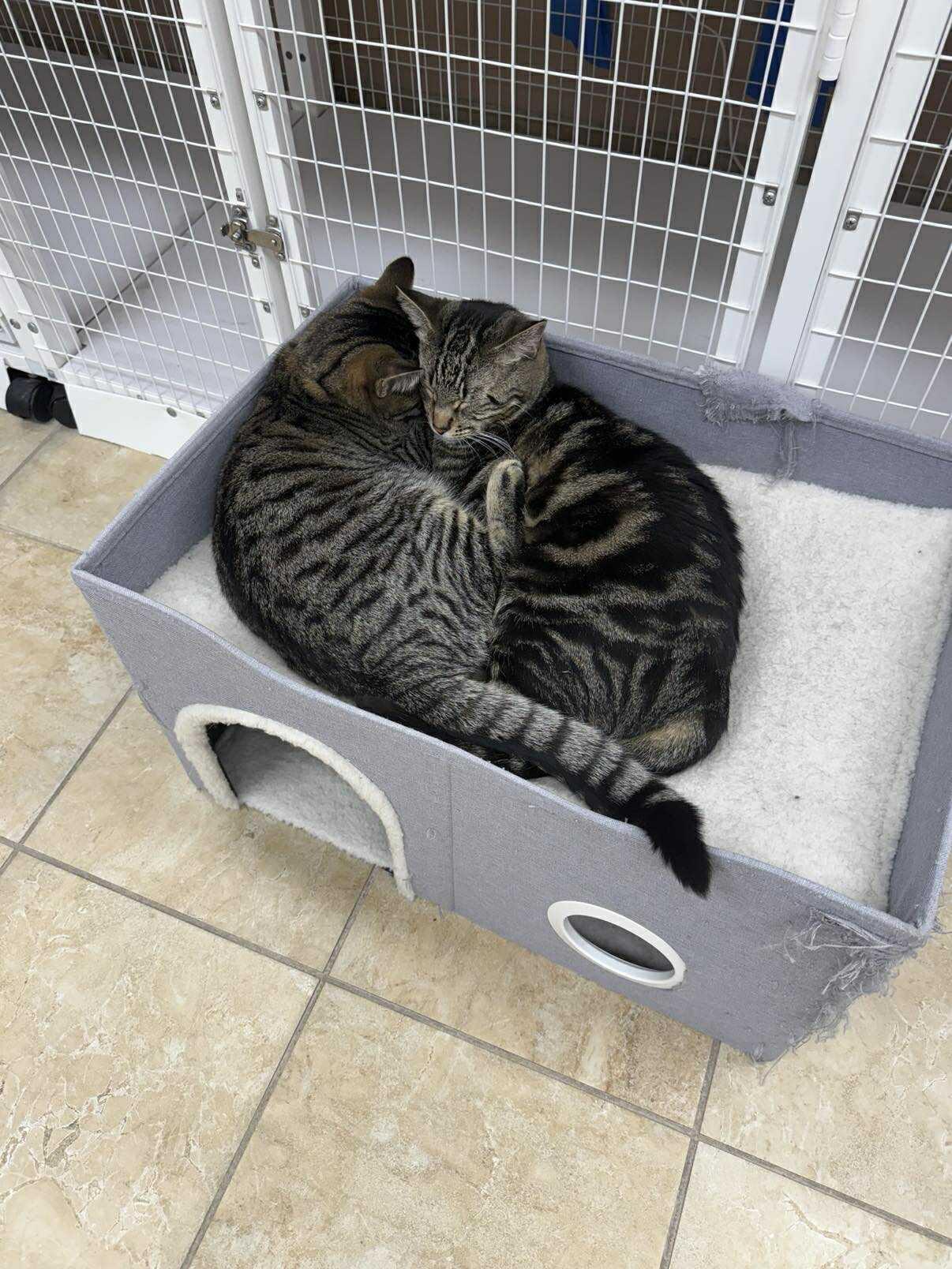 Daisy (f) & Atticus (m), Bonded pair