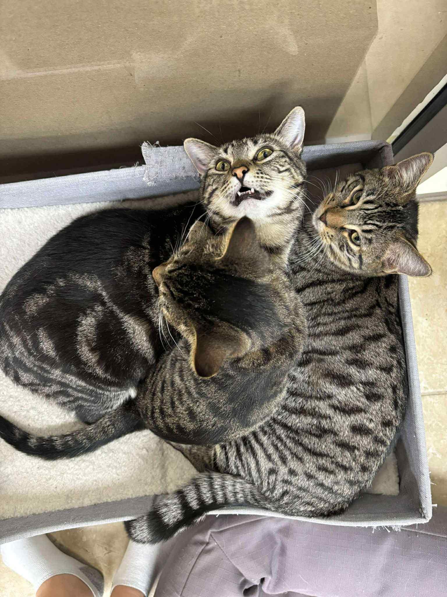 Daisy (f) & Atticus (m), Bonded pair