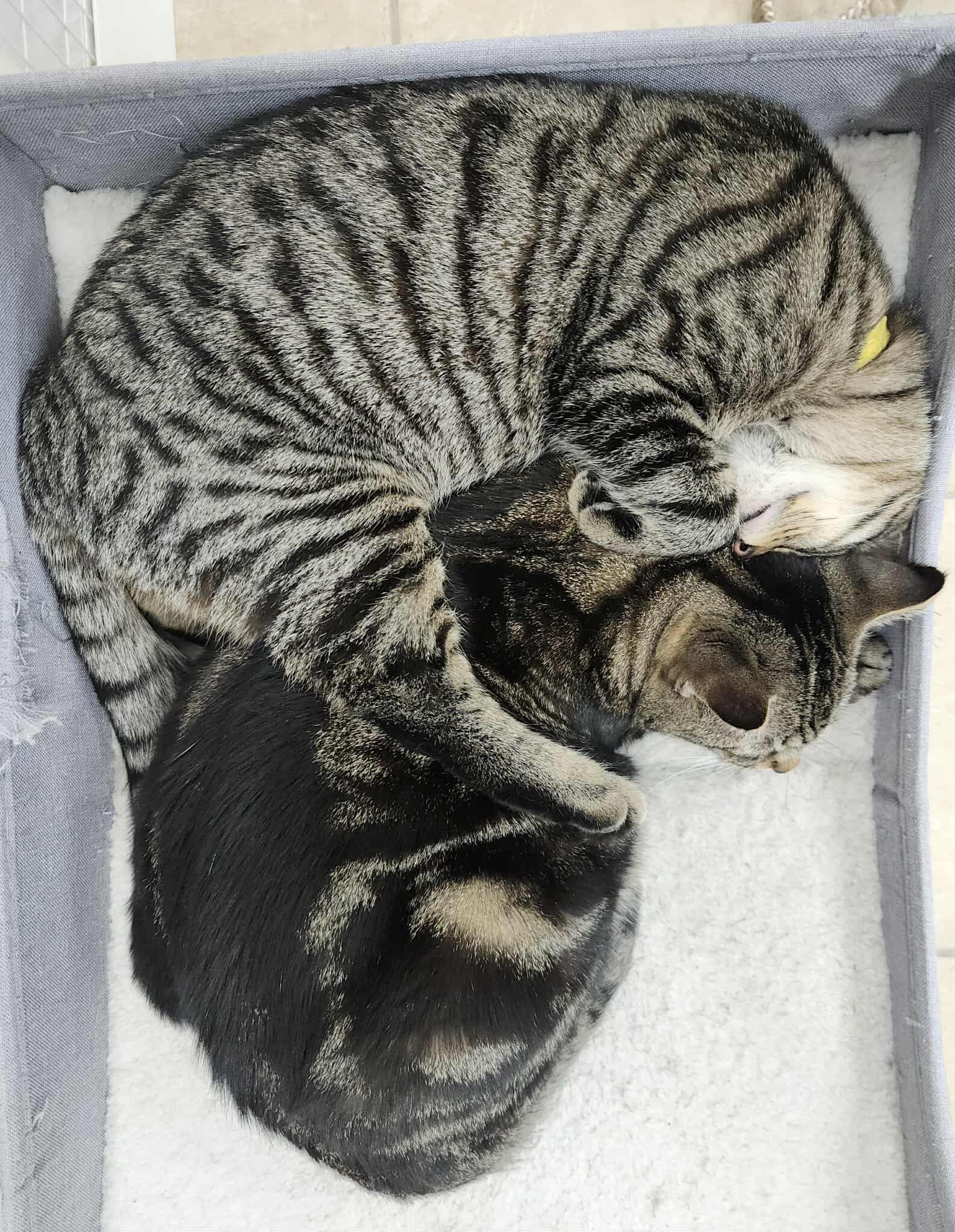 Daisy (f) & Atticus (m), Bonded pair