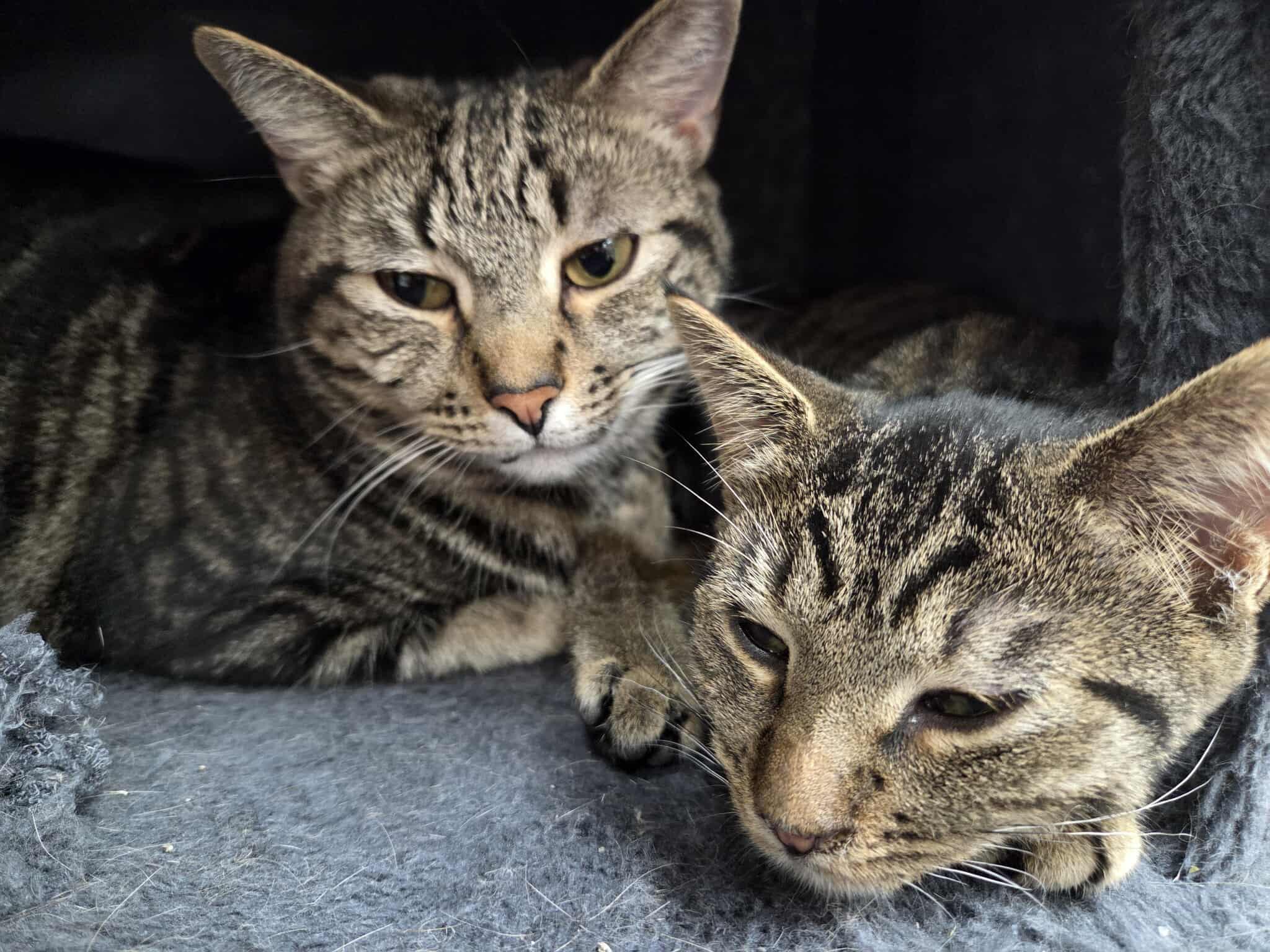 Daisy (f) & Atticus (m), Bonded pair, a Adoptable Domestic Short Hair in Rochester, NY image 4/5